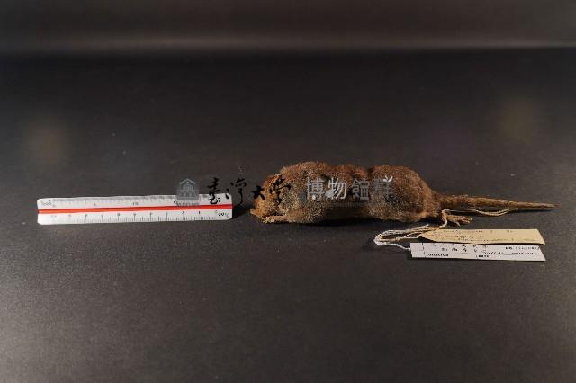 臭鼩藏品圖，第1張