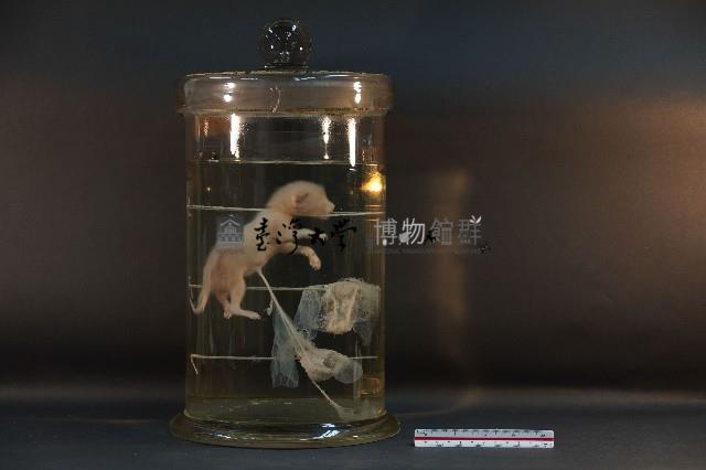 初出生之貓藏品圖，第1張