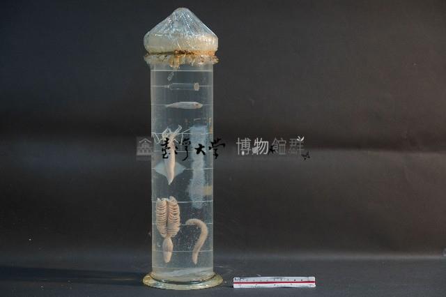 海洋發光生物藏品圖，第1張