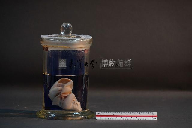 臺灣穿山甲的胎兒在母體內發育過程藏品圖，第1張