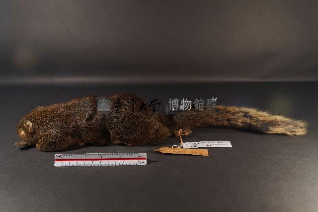 赤腹松鼠藏品圖，第1張