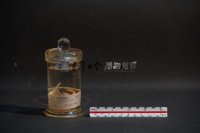 嚙齒類胎兒藏品圖，第1張