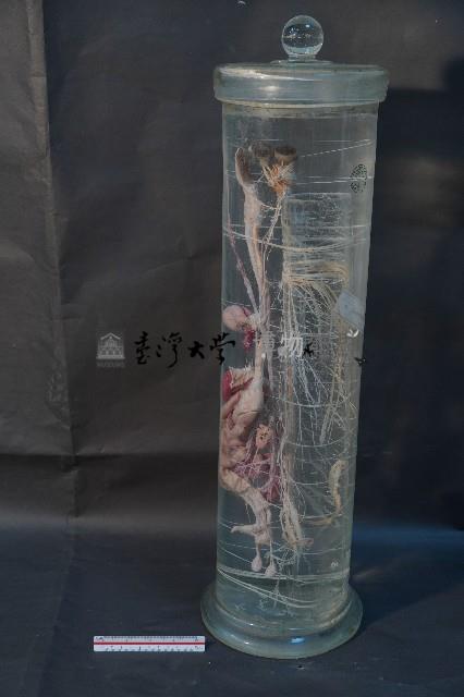 植物性神經系統(貓)藏品圖，第1張