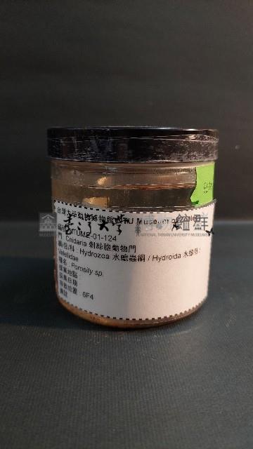 銀幣水母藏品圖，第1張