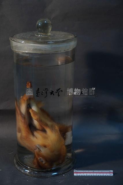 山羌藏品圖，第1張