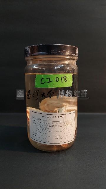 粗紋九孔螺藏品圖，第1張