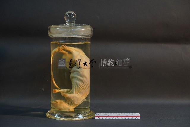 大白鼠解剖藏品圖，第1張