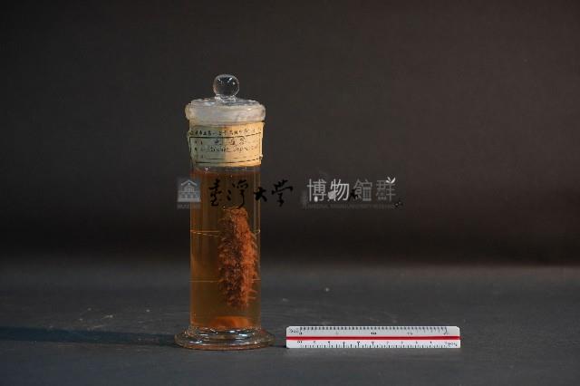 刺海參藏品圖，第1張