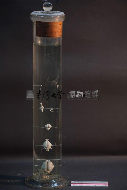 脊椎動物腦之比較藏品圖，第1張