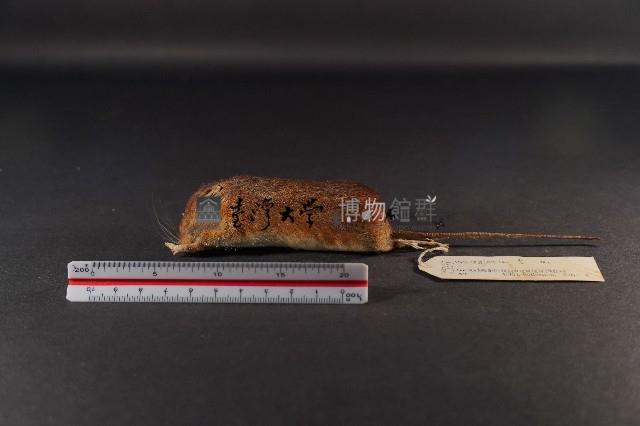 林姬鼠藏品圖，第1張