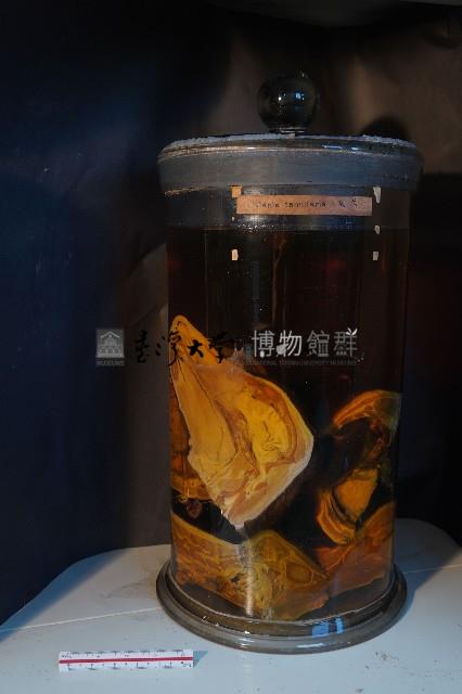 家犬的解剖藏品圖，第1張