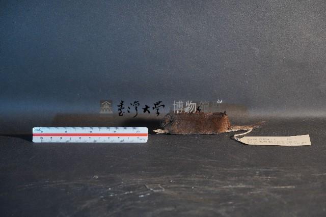 日本鼩鼴藏品圖，第1張