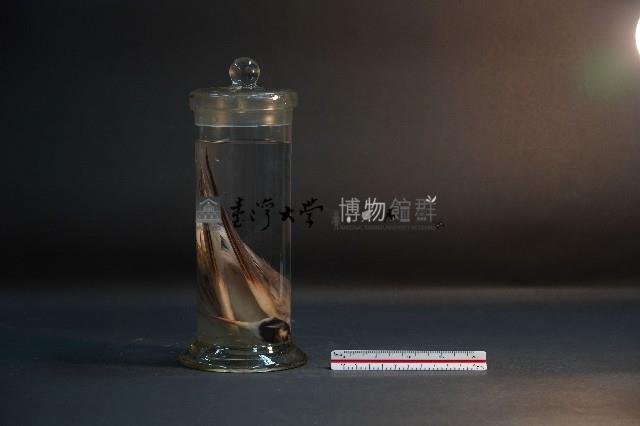 小燕鷗藏品圖，第1張