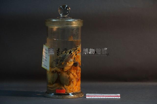 臺灣穿山甲的內部器官藏品圖，第1張