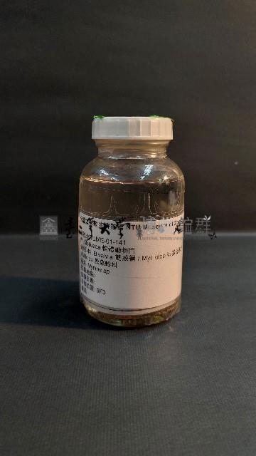 貽貝藏品圖，第1張