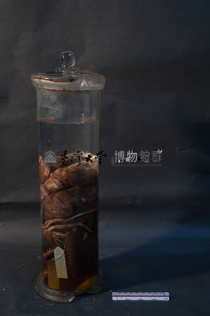 嚙齒類藏品圖，第1張