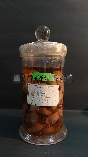 海兔藏品圖，第1張