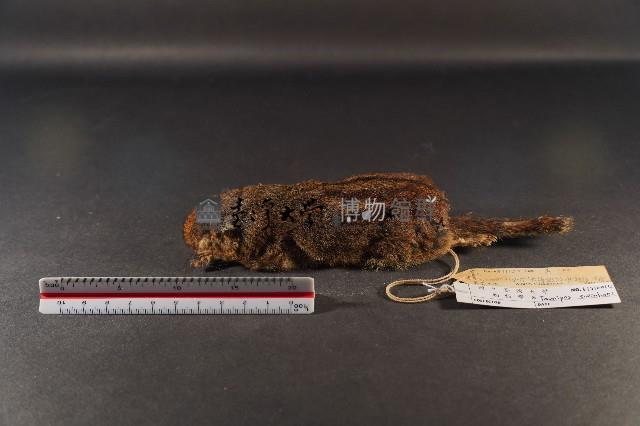 隱紋花松鼠藏品圖，第1張