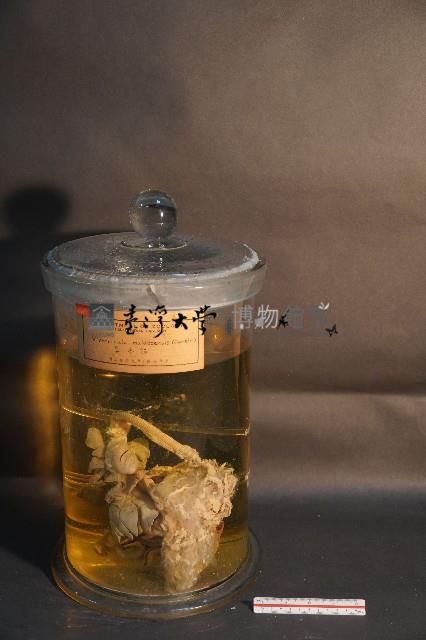 麝香貓的內部器官藏品圖，第1張