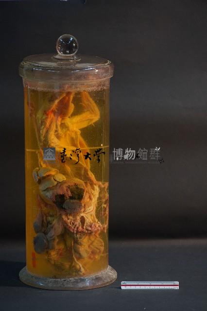 兔的解剖藏品圖，第1張