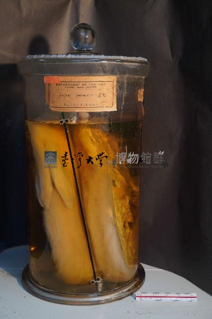 家兔藏品圖，第1張