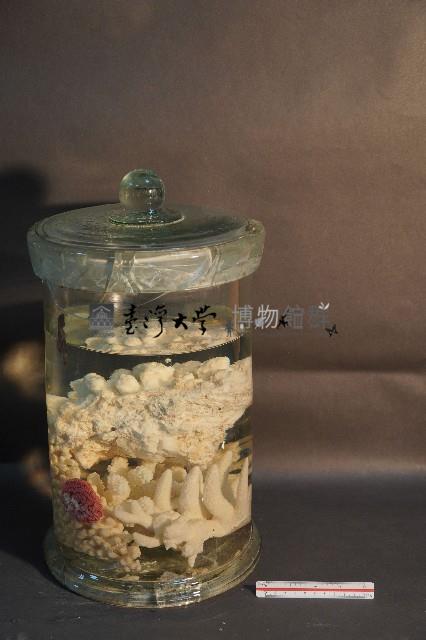珊瑚藏品圖，第1張