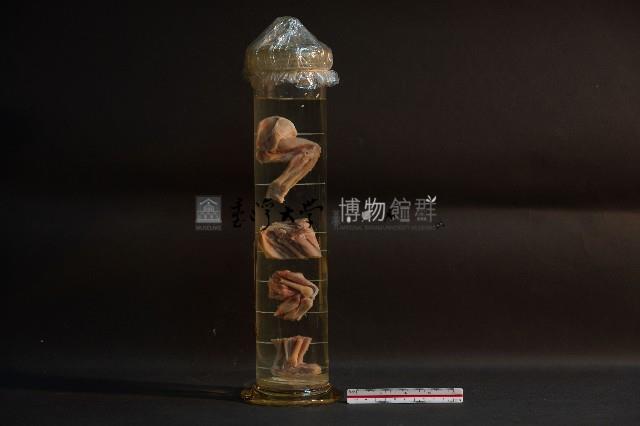 哺乳類關節構造藏品圖，第1張