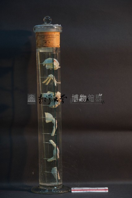 哺乳類關節藏品圖，第1張