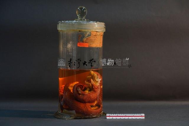 臺灣穿山甲藏品圖，第1張