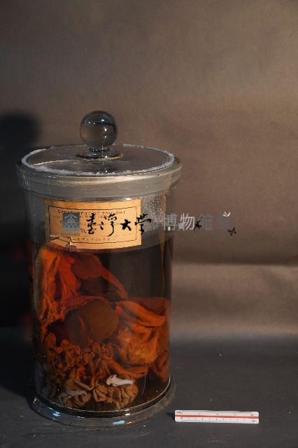 氈鹿的內部器官藏品圖，第1張