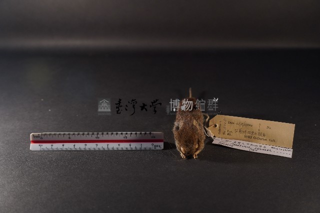 臺灣森鼠藏品圖，第2張
