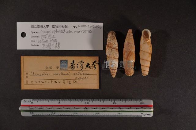 煙管螺藏品圖，第2張