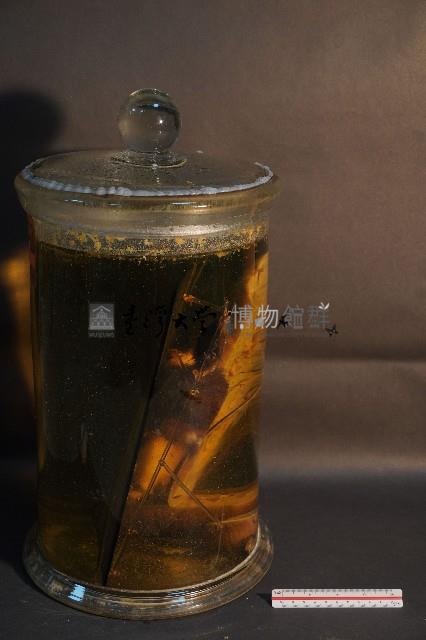 鬼鼠的解剖藏品圖，第2張