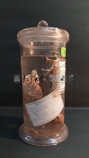 牡蠣藏品圖，第2張