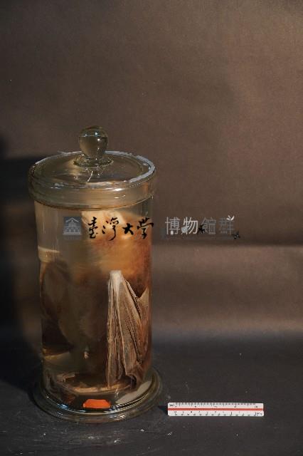 狐蝠藏品圖，第2張