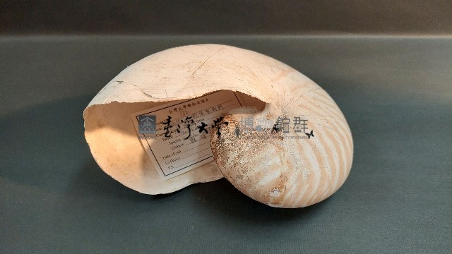 鸚鵡螺藏品圖，第2張