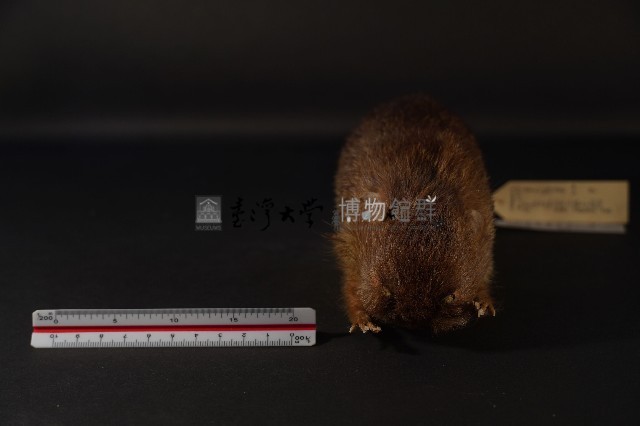 鬼鼠藏品圖，第2張