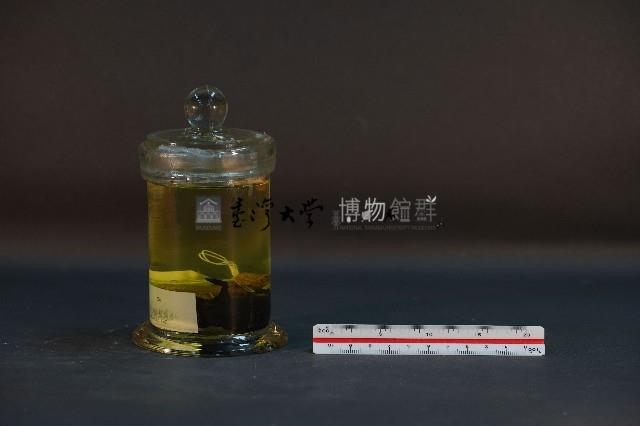 鼴鼠藏品圖，第2張