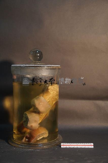 天竺鼠的切面藏品圖，第2張