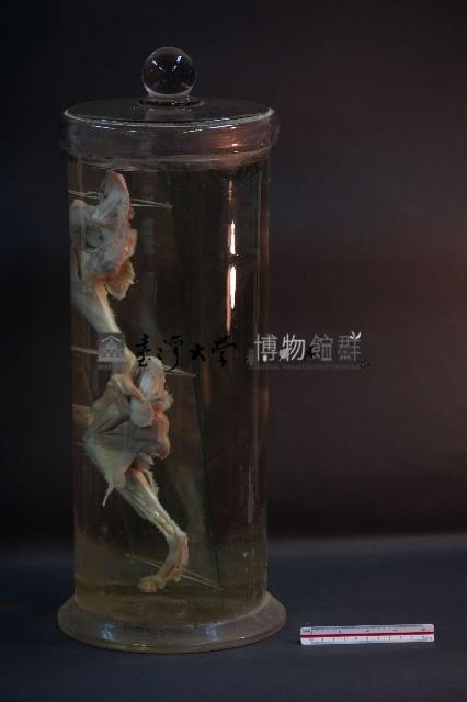 哺乳類腿的解剖藏品圖，第2張