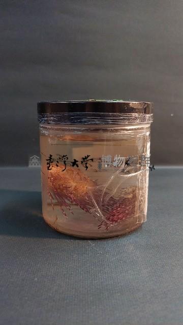 刺冠海膽藏品圖，第2張