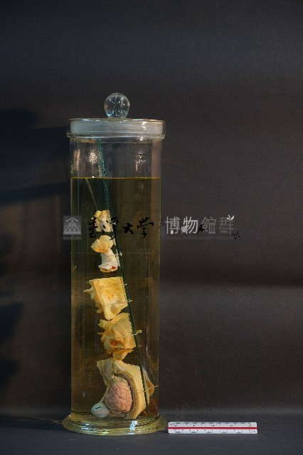 犬耳之解剖藏品圖，第2張