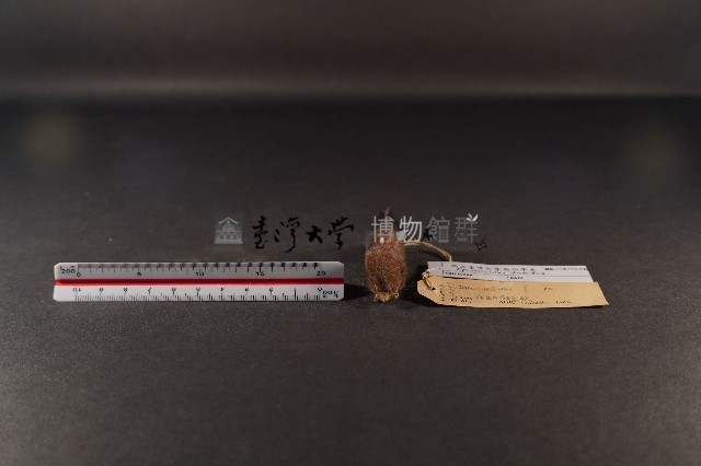 臺灣煙尖鼠藏品圖，第2張
