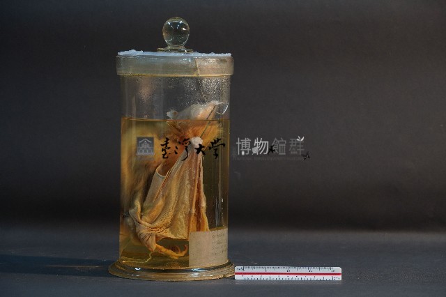 蝙蝠藏品圖，第2張