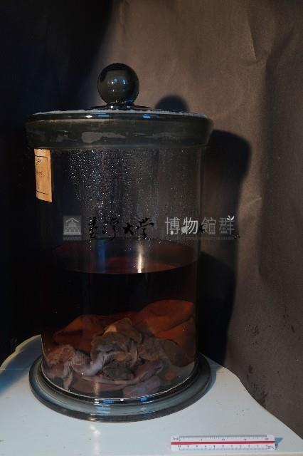 岩猴 / 臺灣獼猴的內部器官藏品圖，第2張