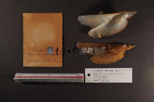 朱紅鶯蛤藏品圖，第2張