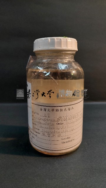 風聖水母藏品圖，第2張