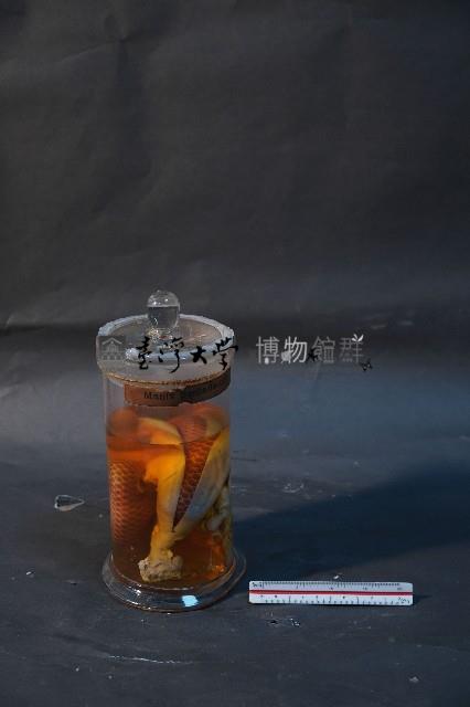 臺灣穿山甲藏品圖，第2張