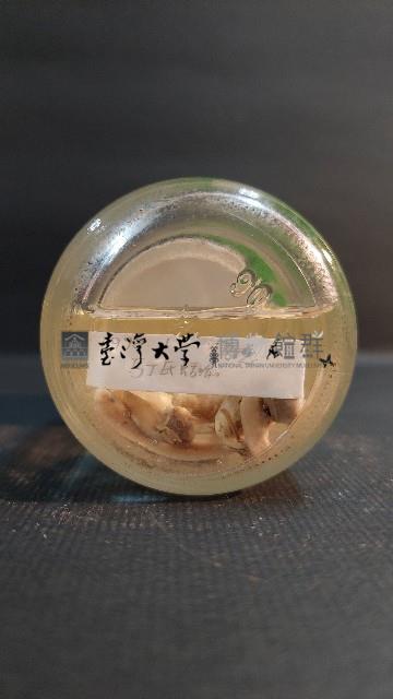 馬氏鱉甲蝸牛藏品圖，第2張