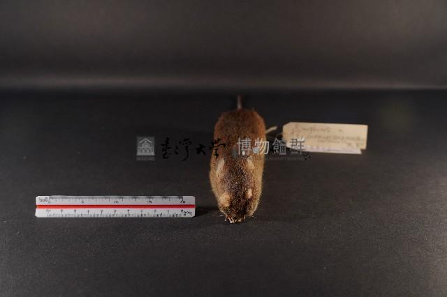 小黃腹鼠藏品圖，第2張